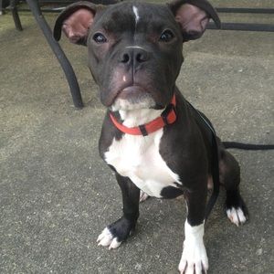 Meet your Posher, Lili